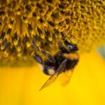 red de bijen