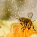 afbeeling van honingbij op een bloem